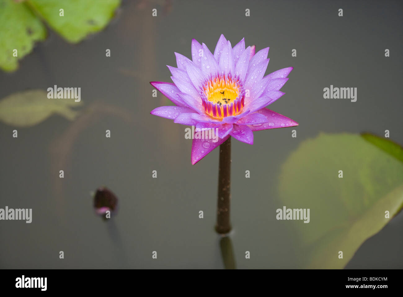 Nénuphar bleu (Nymphaea stellata) fleur nationale du Sri Lanka Banque D'Images