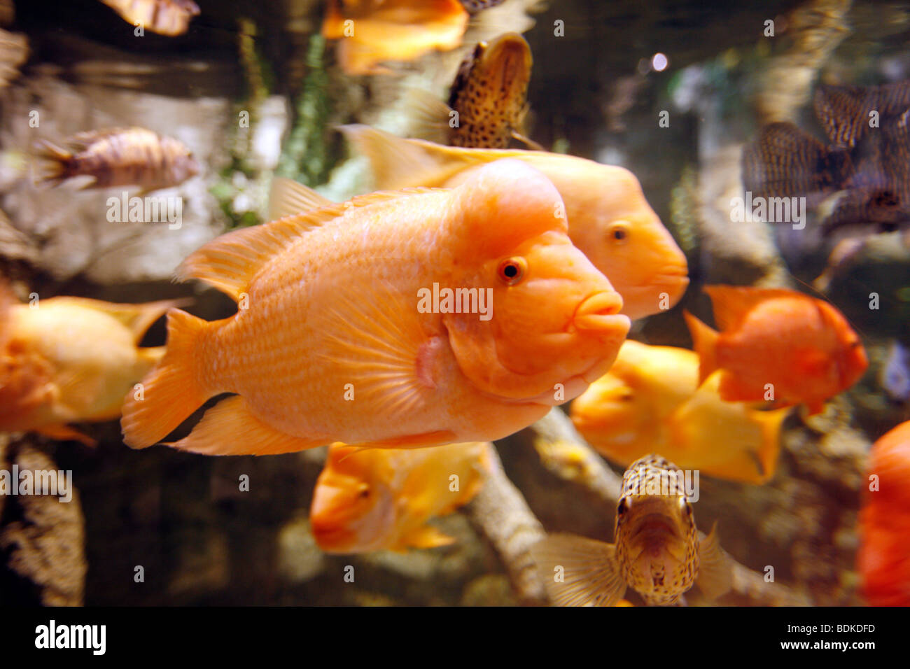 Dubai Aquarium et Zoo sous-marin, une partie du centre commercial de Dubaï, au centre-ville de Dubaï, la nouvelle partie de la ville, Dubaï, Emirats Arabes Unis. Banque D'Images