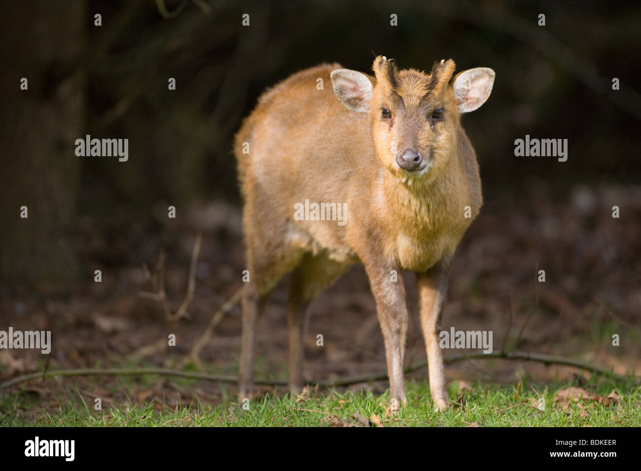 (Muntiacus reevesi Muntjac Deer). Des hommes. Le Norfolk. Avril. Mâcher de la CUD. Banque D'Images