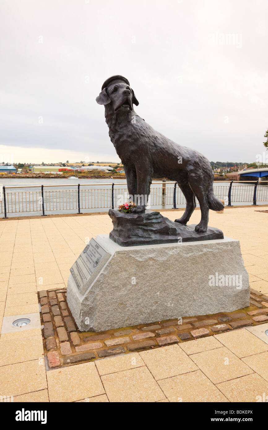 Statue de 'Bamse', un chien de St Bernard qui a servi dans la marine norvégienne pendant la seconde Guerre mondiale. Port de Montrose, Angus, Écosse Banque D'Images