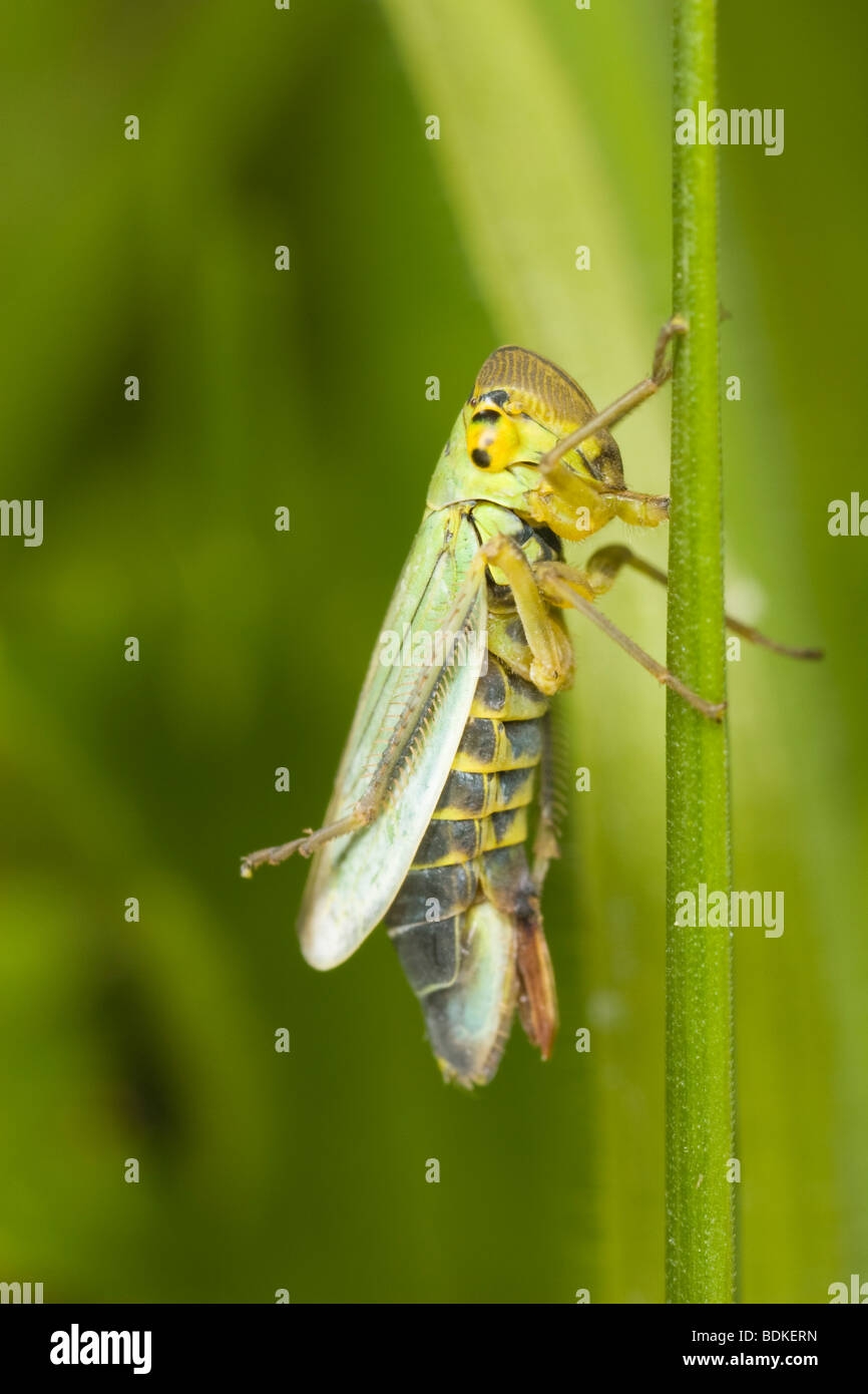 La cicadelle verte (Cicadella viridis) Banque D'Images