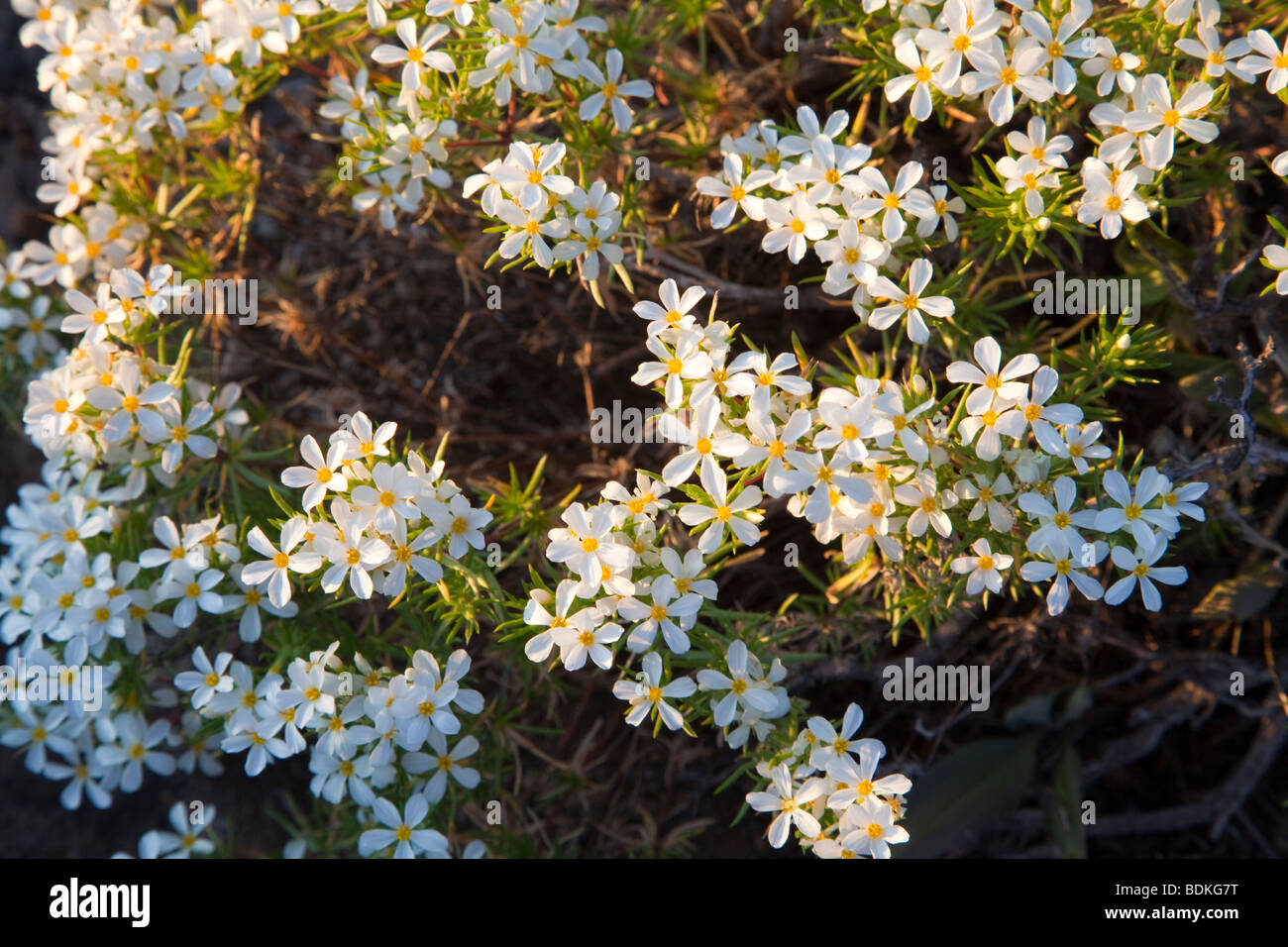 fleurs sauvages Banque D'Images