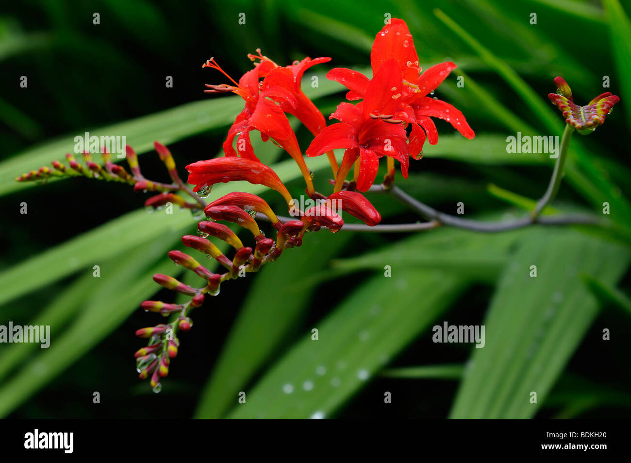 Grappe de crocosmia lucifer capitules à Annapolis Royal Historic Gardens en Nouvelle-Écosse Banque D'Images