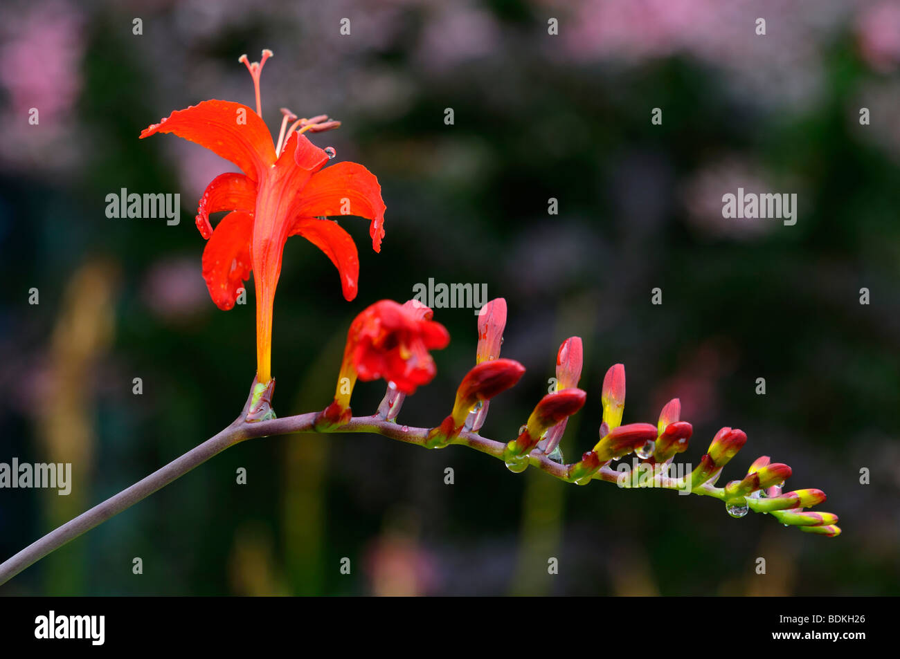 Crocosmia lucifer rouge capitule à Annapolis Royal Historic Gardens en Nouvelle-Écosse Banque D'Images