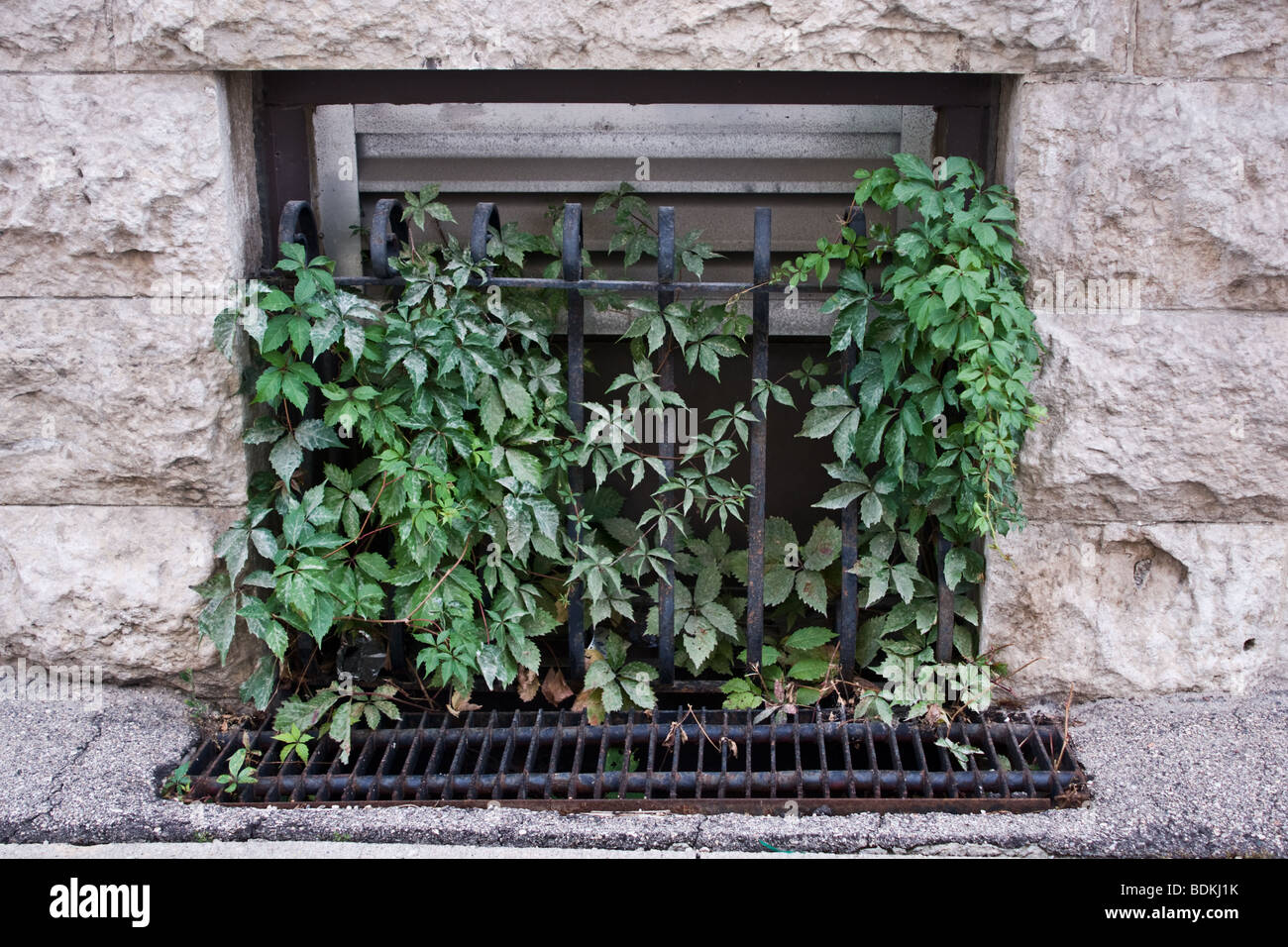 Grille de fenêtre de sous-sol couverte de lierre Banque D'Images