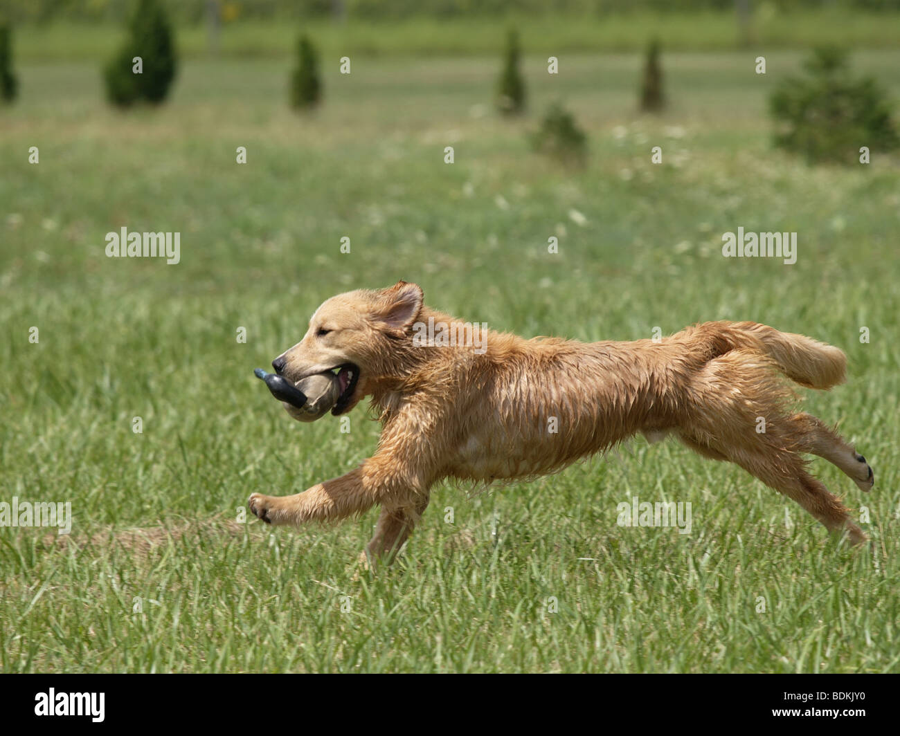 Golden Retriever chiot de 9 mois, la récupération de canard artificiel. Banque D'Images