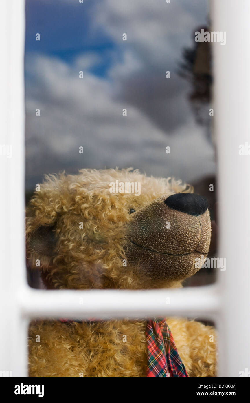 Ours en peluche. Petites pattes boutique, Ludlow, Shropshire, Angleterre Banque D'Images