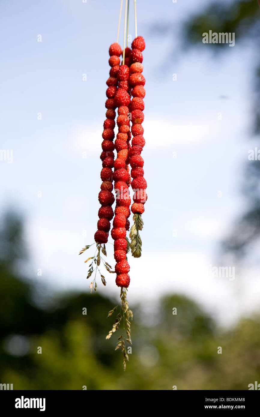 Fraise des bois Banque D'Images