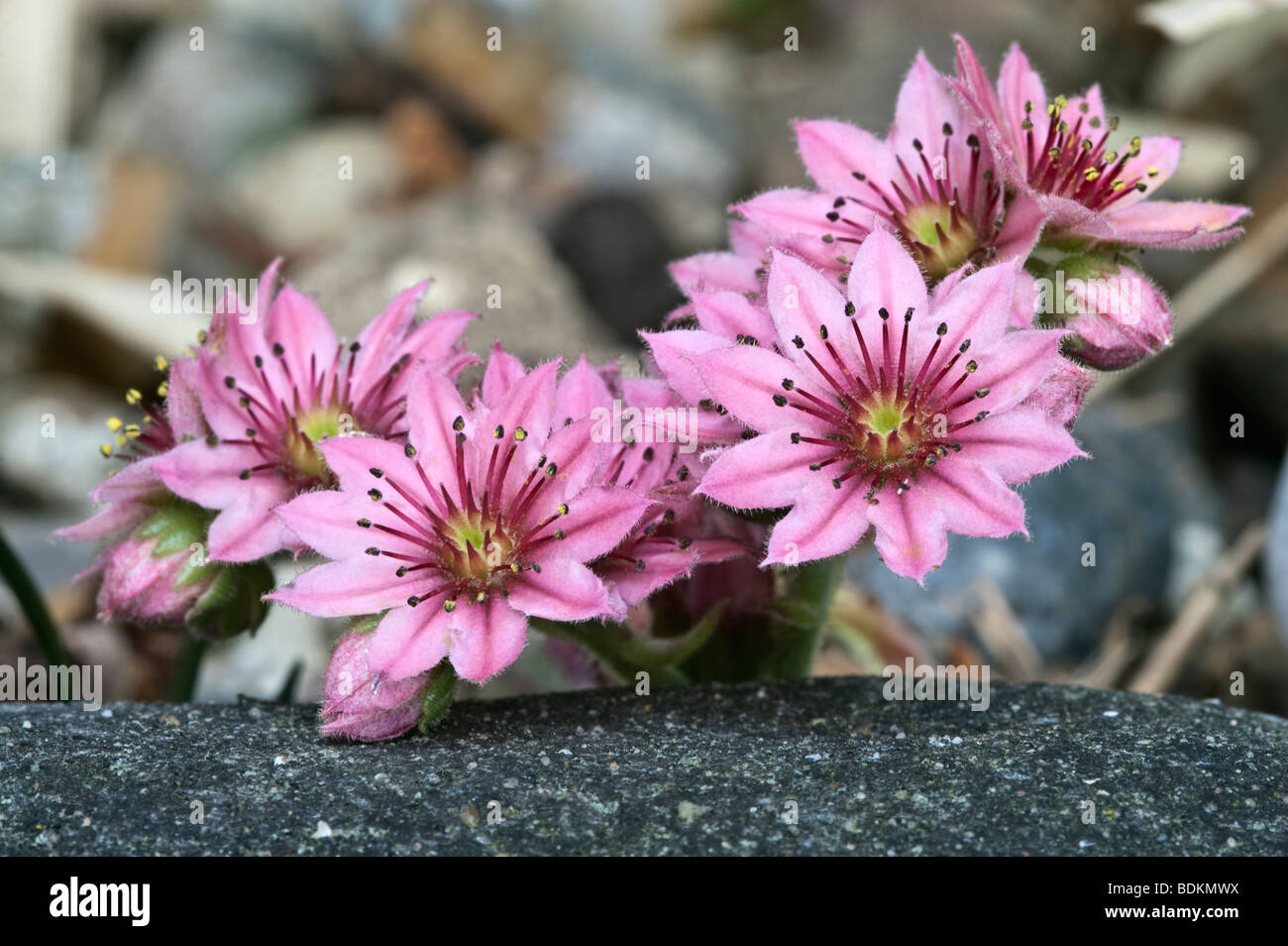 Houseleek 'sempervivum arachnoideum' Banque D'Images