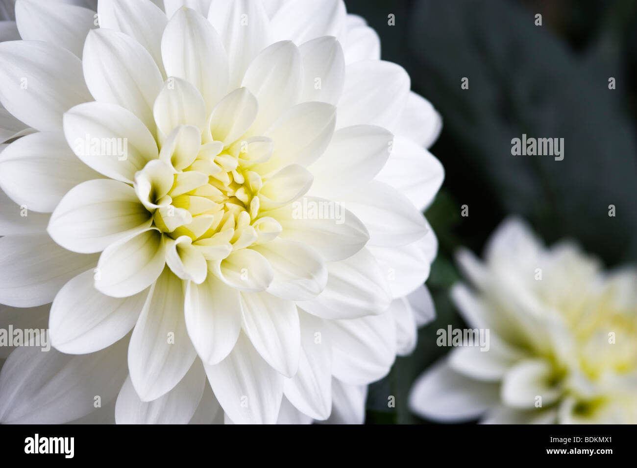 Dahlia blanc close up Banque D'Images