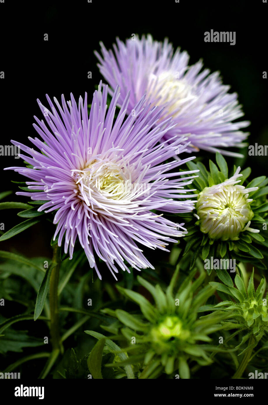 Aster rose Banque D'Images