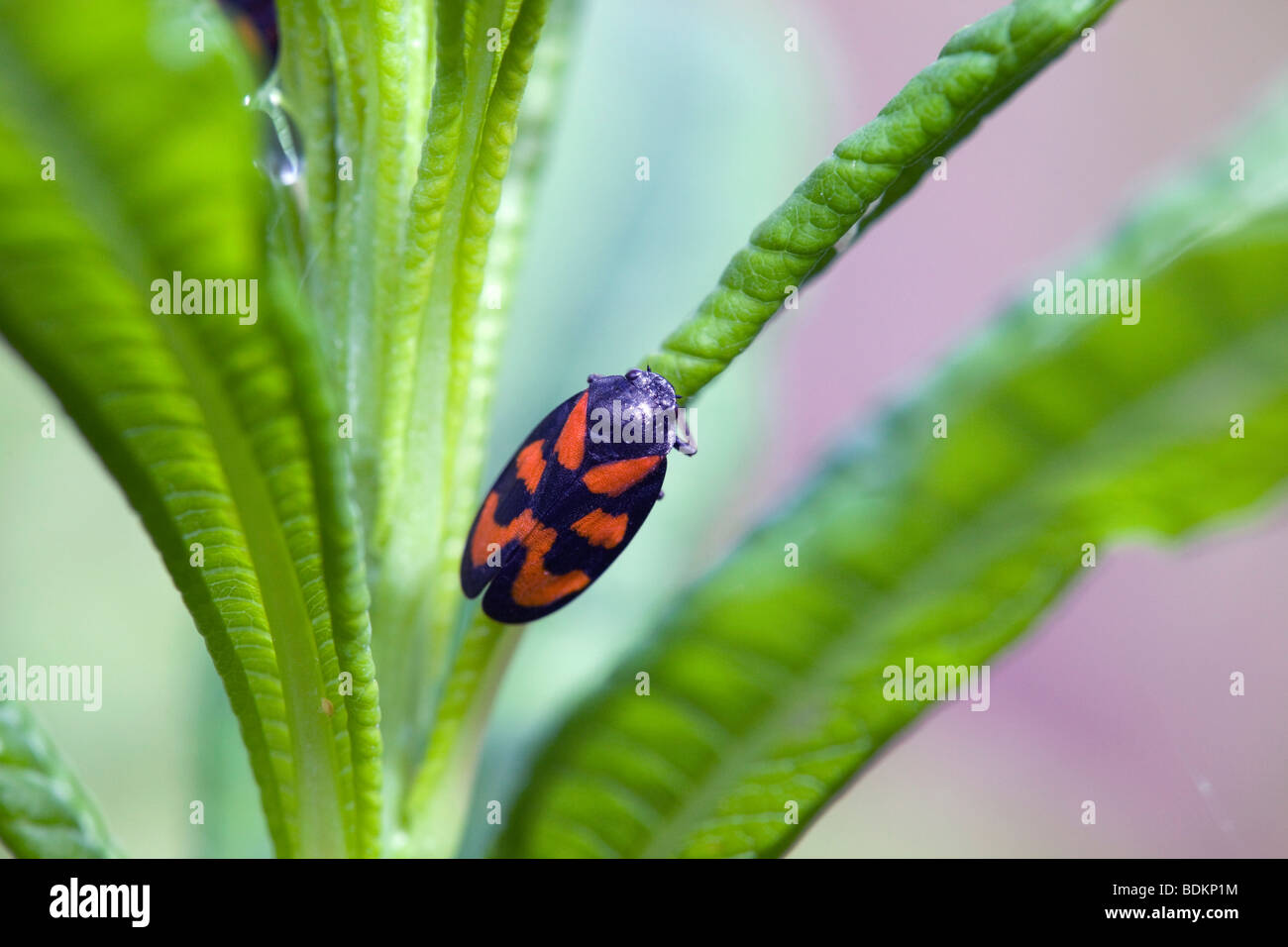 Froghopper ; Cercopis vulnerata ; sur la tige Banque D'Images
