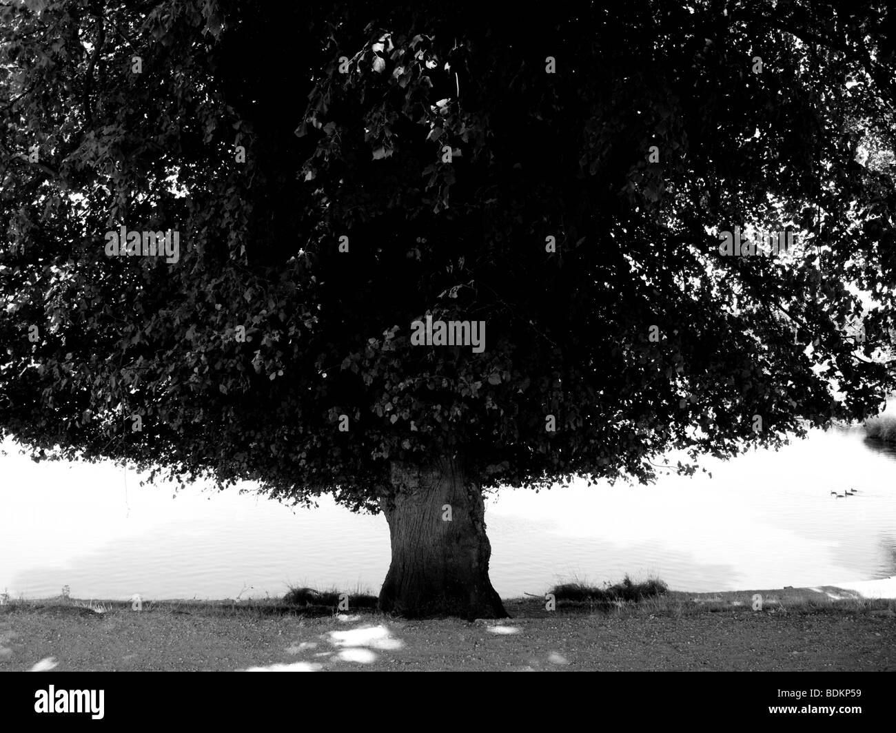 Richmond Park, Londres Banque D'Images