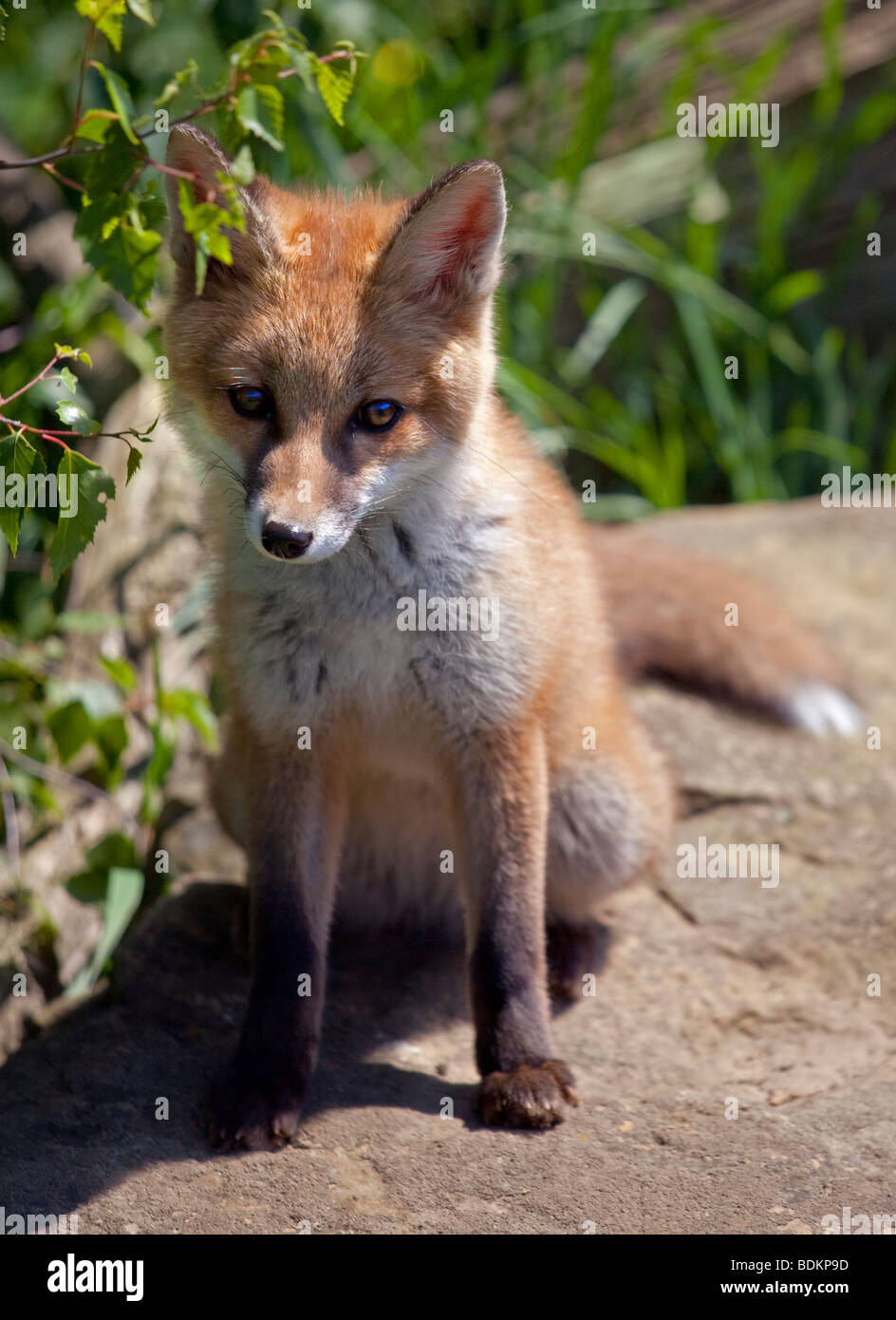 Européenne juvéniles Red Fox (Vulpes vulpes) Banque D'Images