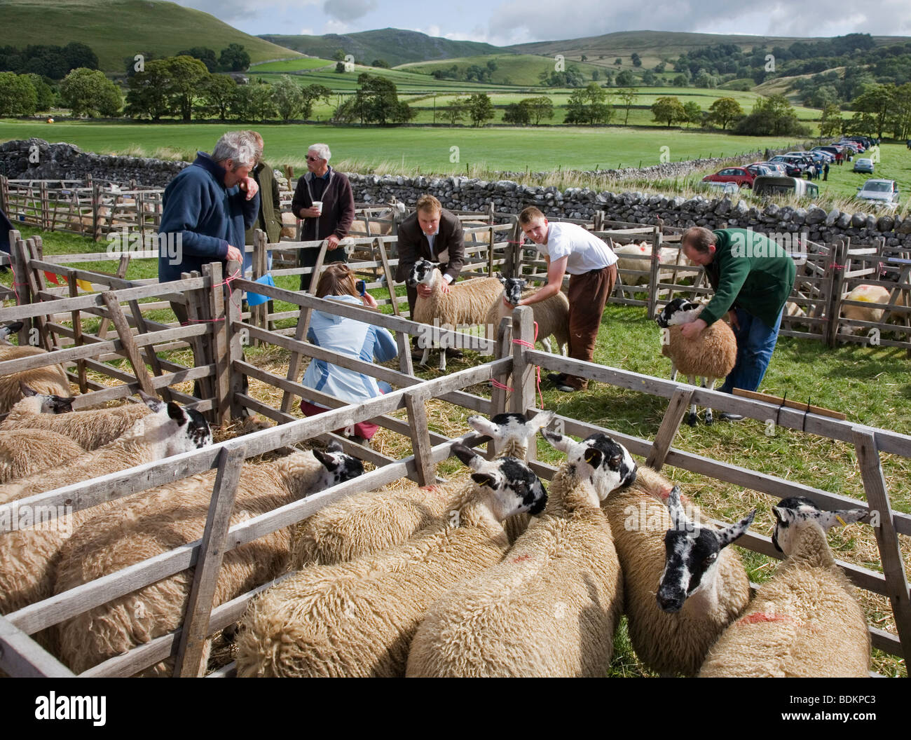 Bergeries et moutons Swaledale étant jugé jugement à l'Agriculture et de l'élevage agricole Malham Show, Yorkshire Dales Banque D'Images