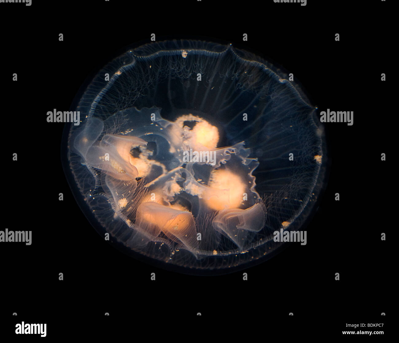 Lune, méduses Aurelia aurita, également connu sous le nom de moon jelly, méduses, communs et soucoupe de paraffine. Banque D'Images