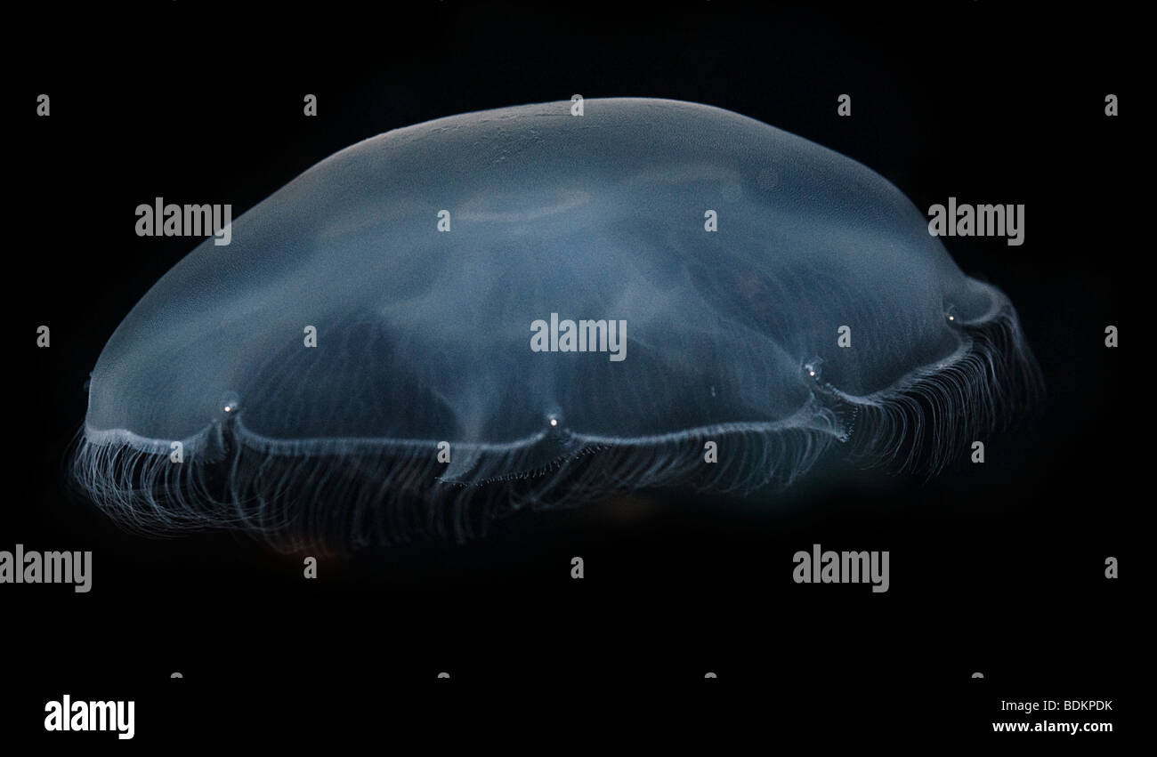 Lune, méduses Aurelia aurita, également connu sous le nom de moon jelly, méduses, communs et soucoupe de paraffine. Banque D'Images