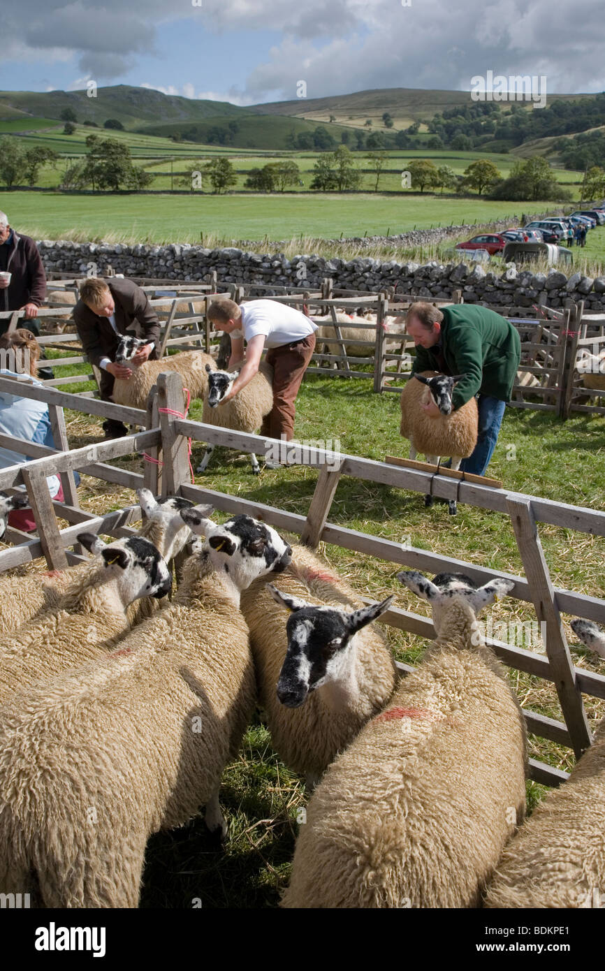 Bergeries et moutons Swaledale étant jugé jugement à l'Agriculture et de l'élevage agricole Malham Show, Yorkshire Dales Banque D'Images