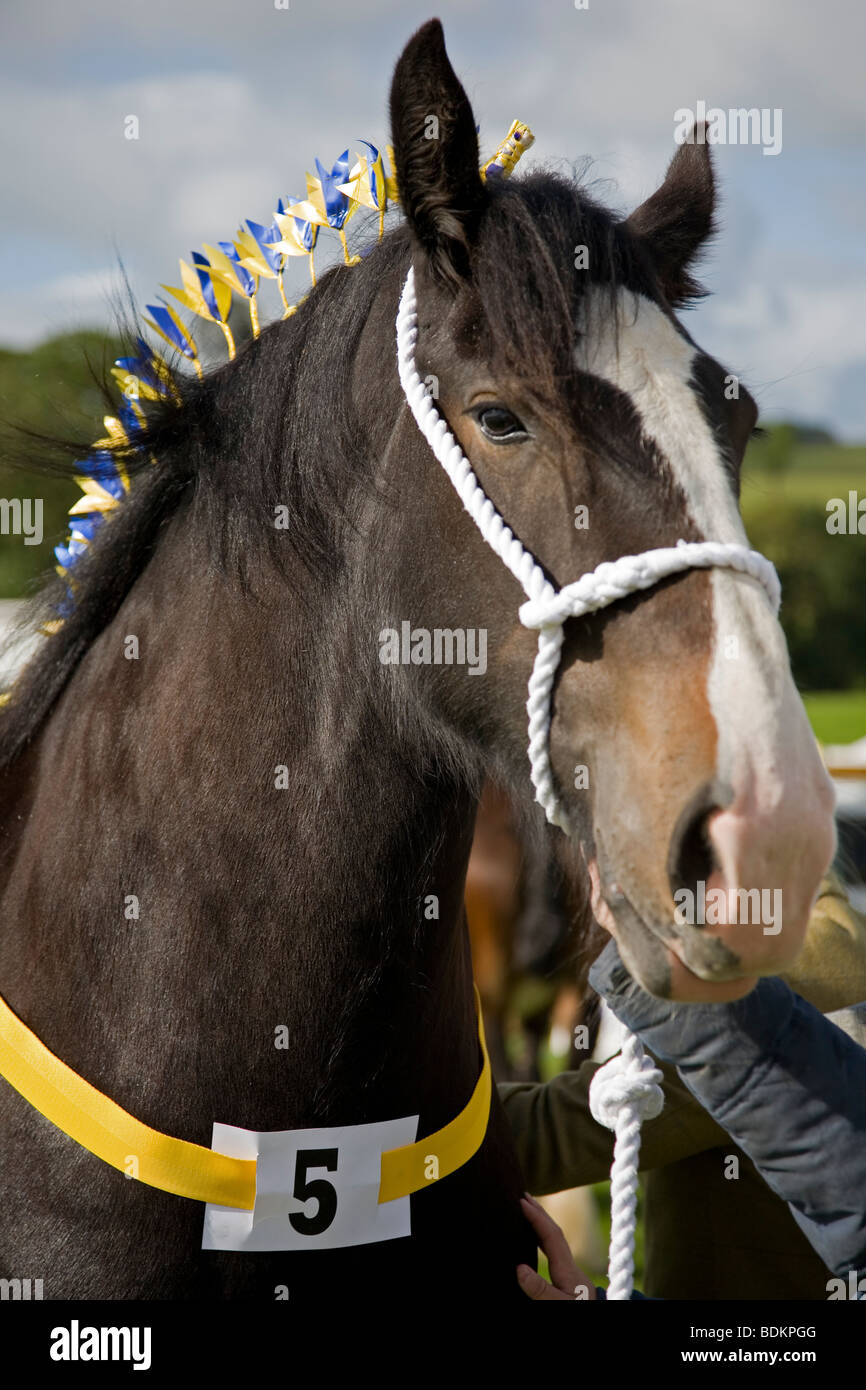Portrait de Shire Horse prenant part à la classe de chevaux lourds au salon de l'agriculture, Malham Yorkshire Dales Banque D'Images