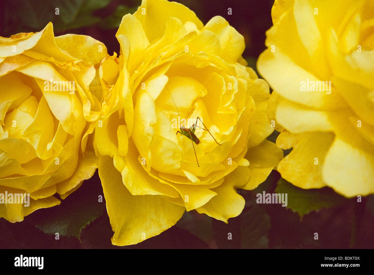 Une sauterelle visite une rose jaune Banque D'Images