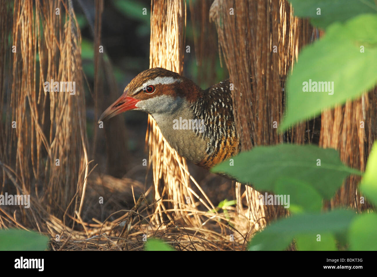 Buff-banded Rail sur Lady Elliot Island, Queensland, Australie Banque D'Images