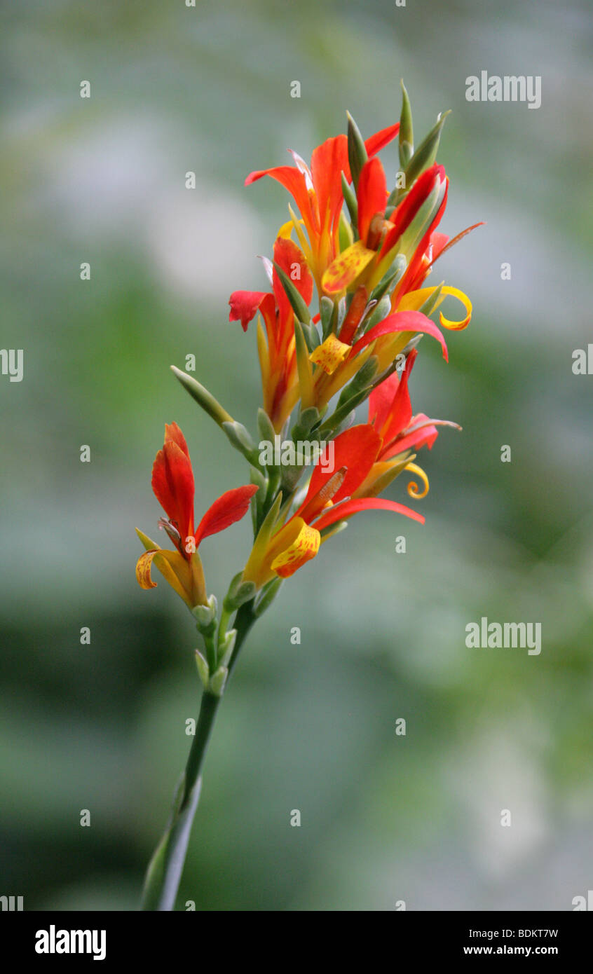 Indian Shot, Canna indica, Cannaceae, Brésil, Amérique du Sud et Caraïbes Banque D'Images