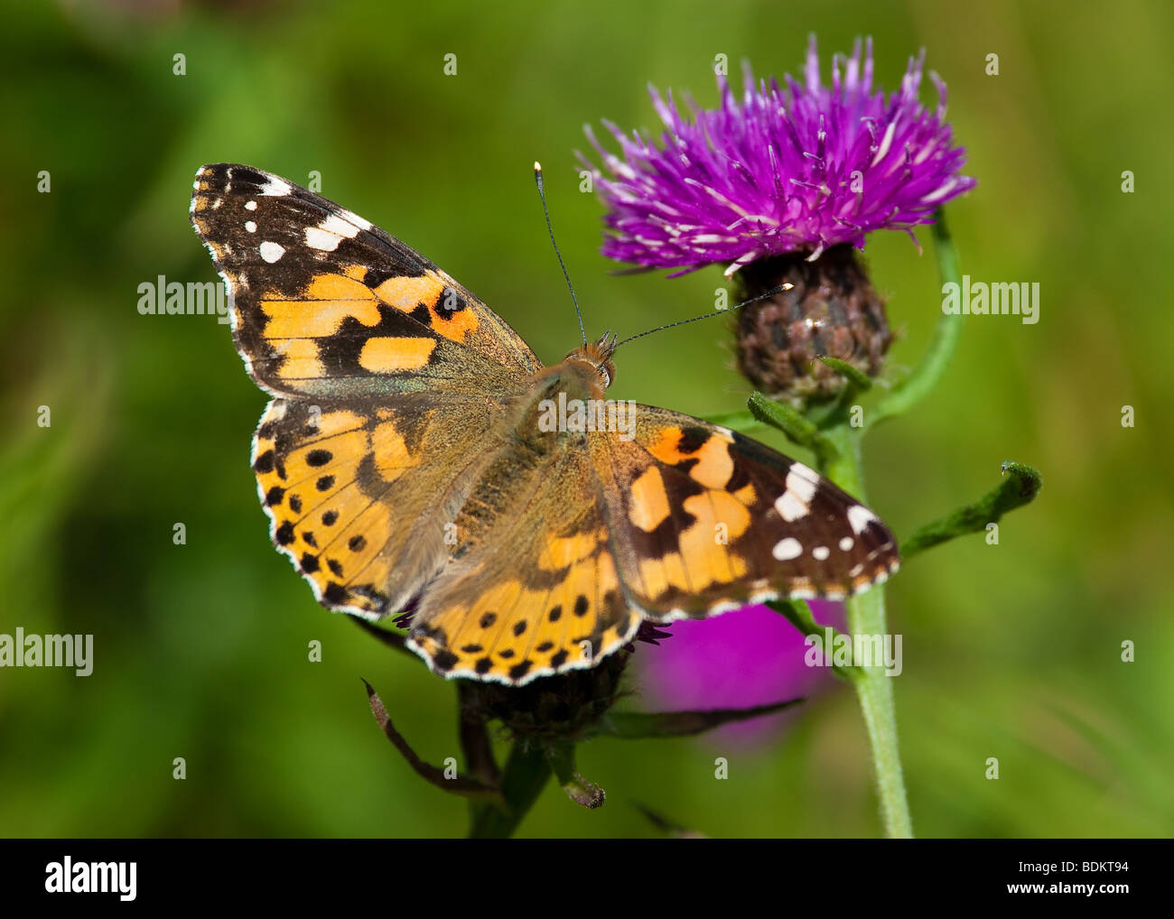 Papillon belle Dame Banque D'Images