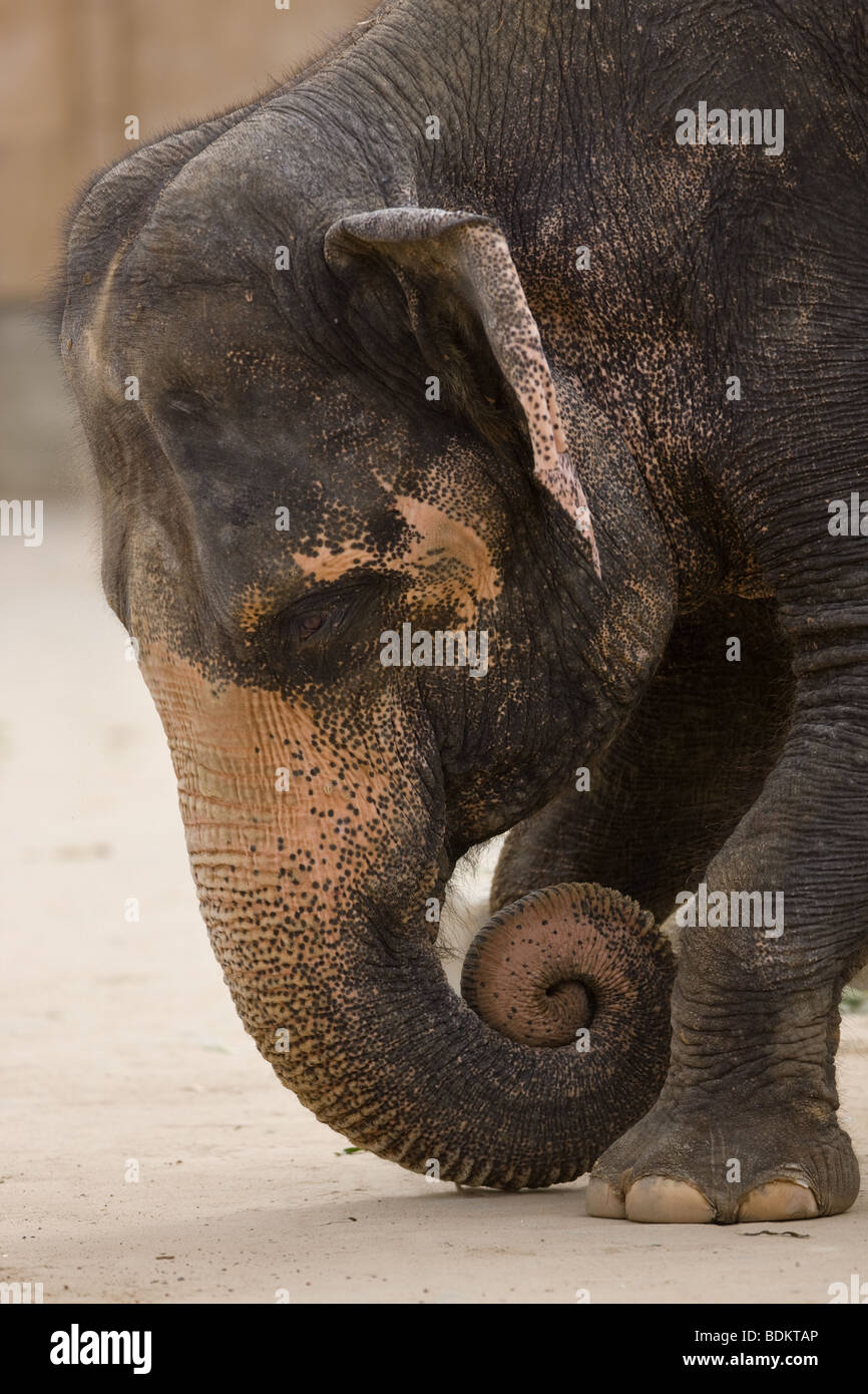 L'éléphant indien en tenant un arc - Elephas maximus Banque D'Images