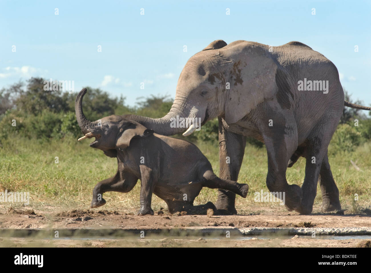 Bull immatures de harceler un jeune éléphant d'Afrique Loxodonta africana du Parc National d'Etosha en Namibie Banque D'Images