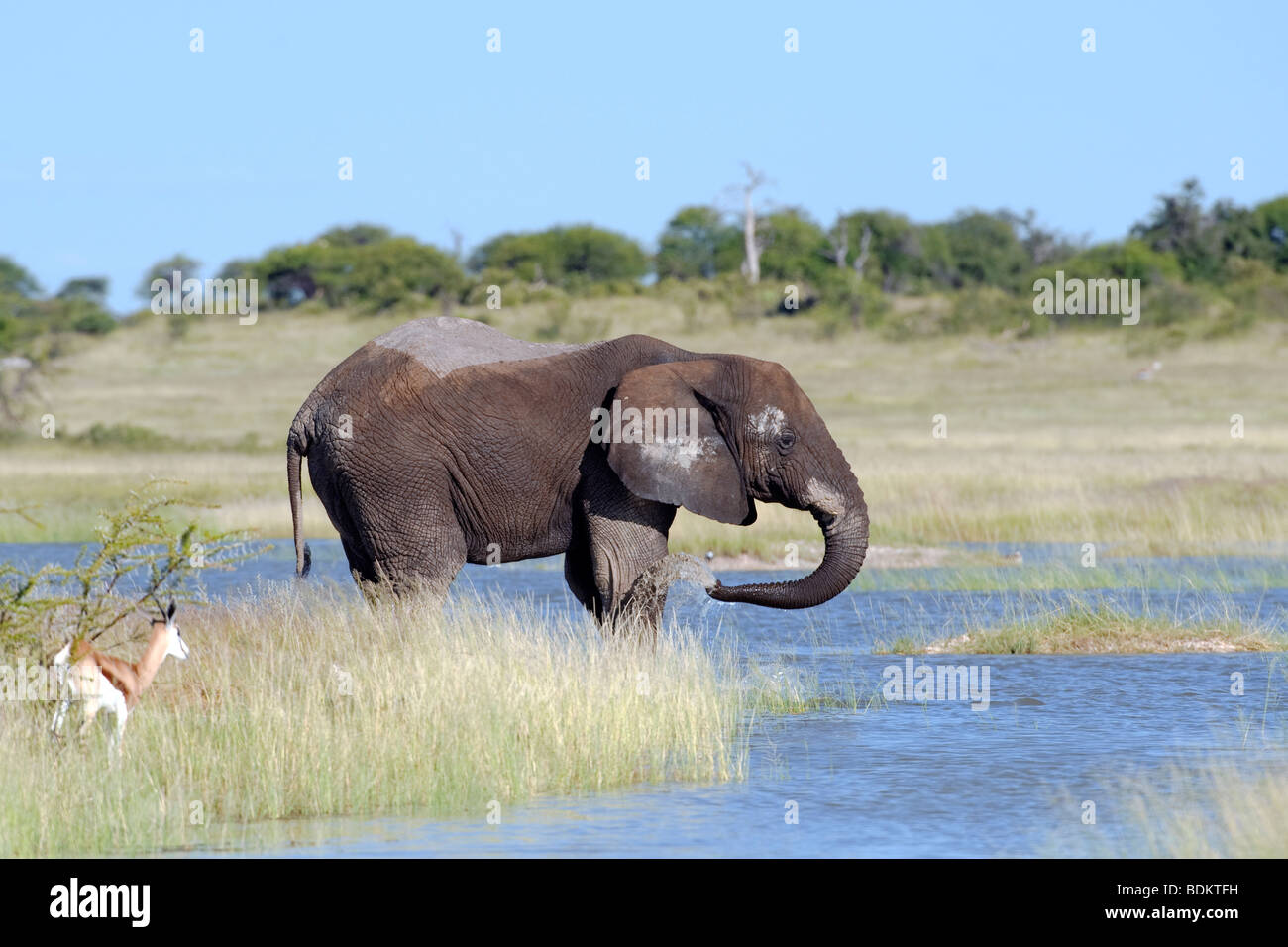 Éléphant d'Afrique Loxodonta africana de l'alcool à un lagon en Namibie Etosha National Park Namutoni Banque D'Images