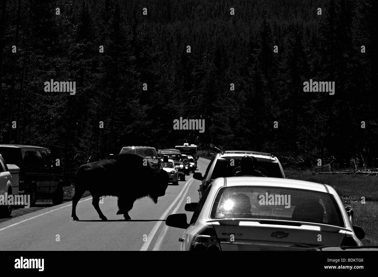 Un barrage routier dans le Yellowstone causé par un buffalo crossing the road Banque D'Images