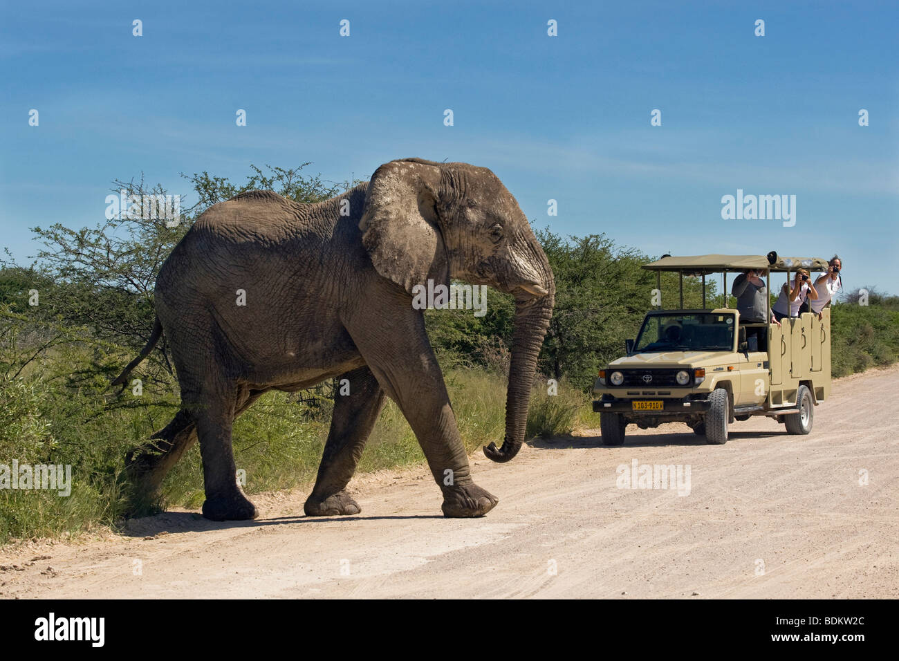 La commande de jeu - bull elephant Loxodonta africana de traverser la route d'Etosha Namibie Banque D'Images