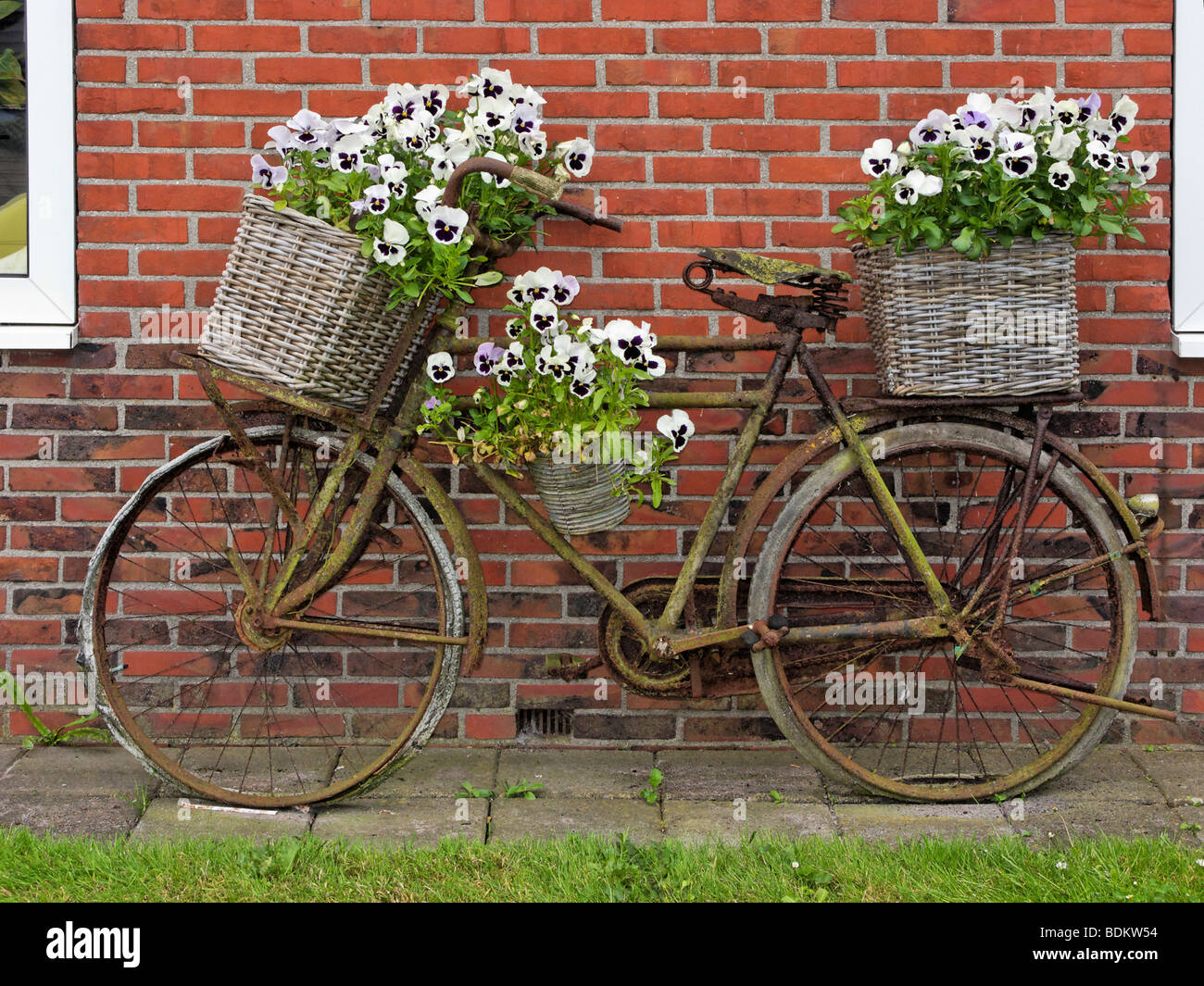 Vieux vélo décoré avec des paniers de pensées, dans le village de Kleine Huisjes, Groningen, Pays-Bas. Banque D'Images