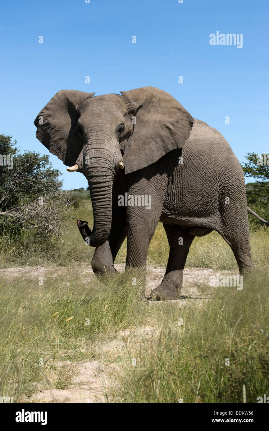 Bull elephant Loxodonta africana en posture d'alerte d'Etosha Namibie Banque D'Images