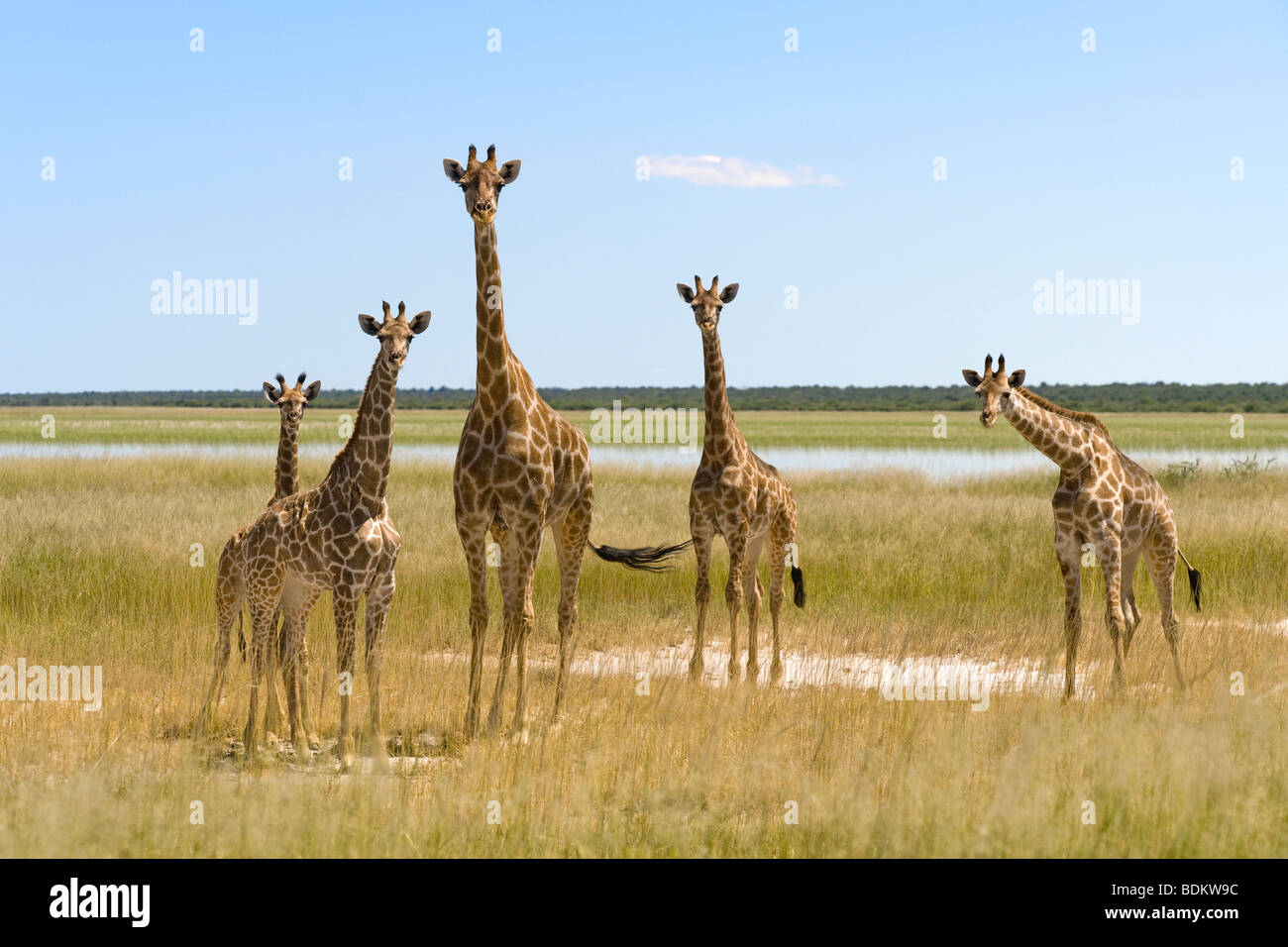 Un groupe de girafes Giraffa camelopardalis dans le parc national d'Etosha en Namibie Banque D'Images