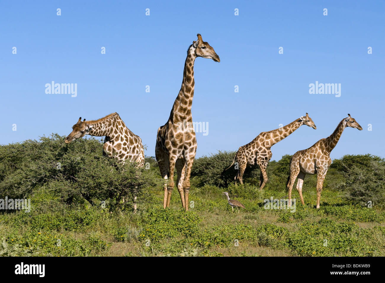 Les Girafes Giraffa camelopardalis dans le parc national d'Etosha en Namibie Banque D'Images