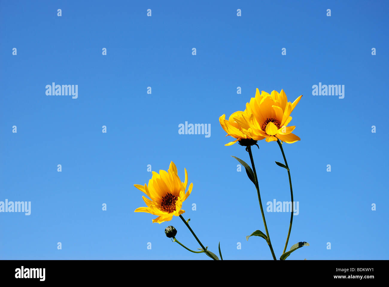 Fleurs jaunes sur fond de ciel bleu Banque D'Images