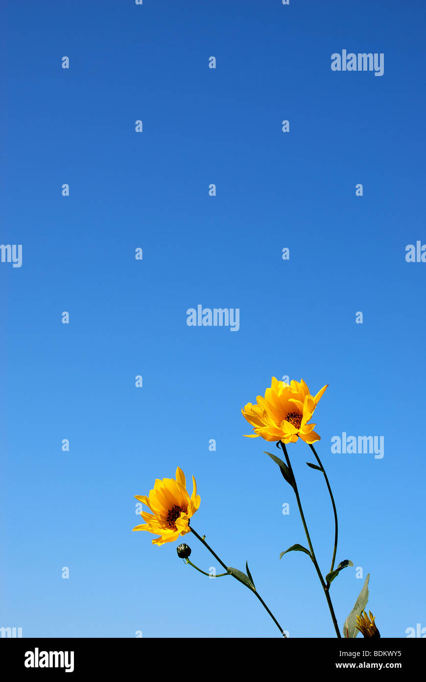 Fleurs jaunes sur fond de ciel bleu Banque D'Images