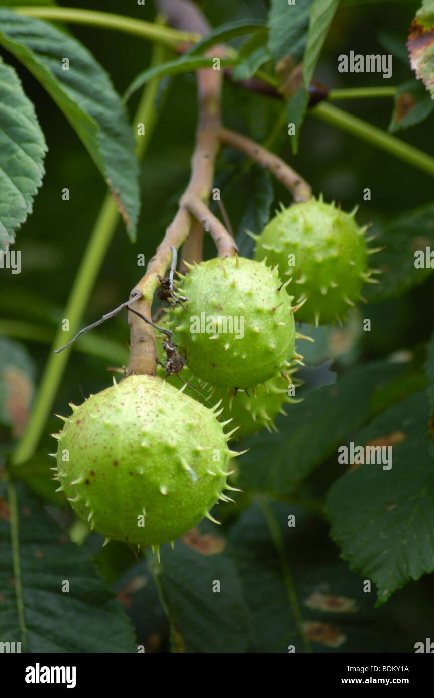 Conkers (conquérants) de la girl (hippocastananum) Banque D'Images