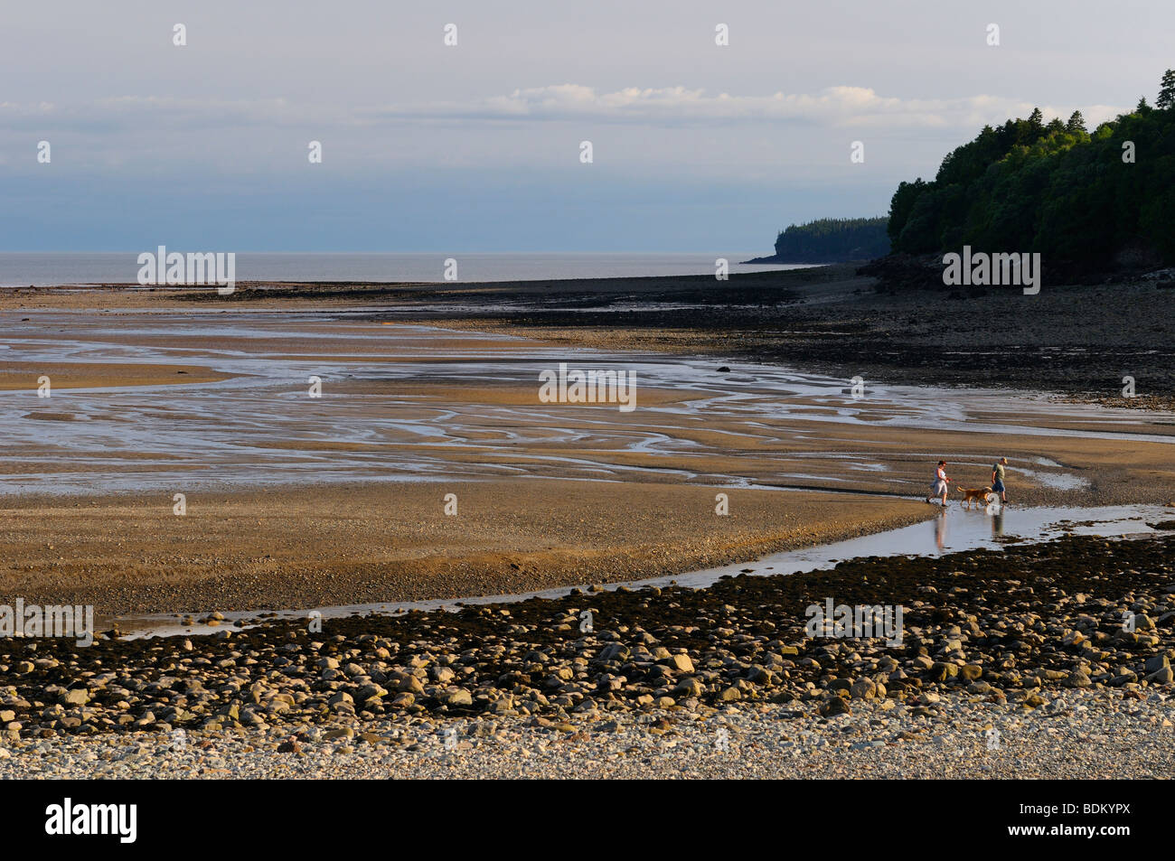 Couple avec chien dans avec tide sur large plage de la baie de Fundy shores à l'alma Nouveau-Brunswick Banque D'Images