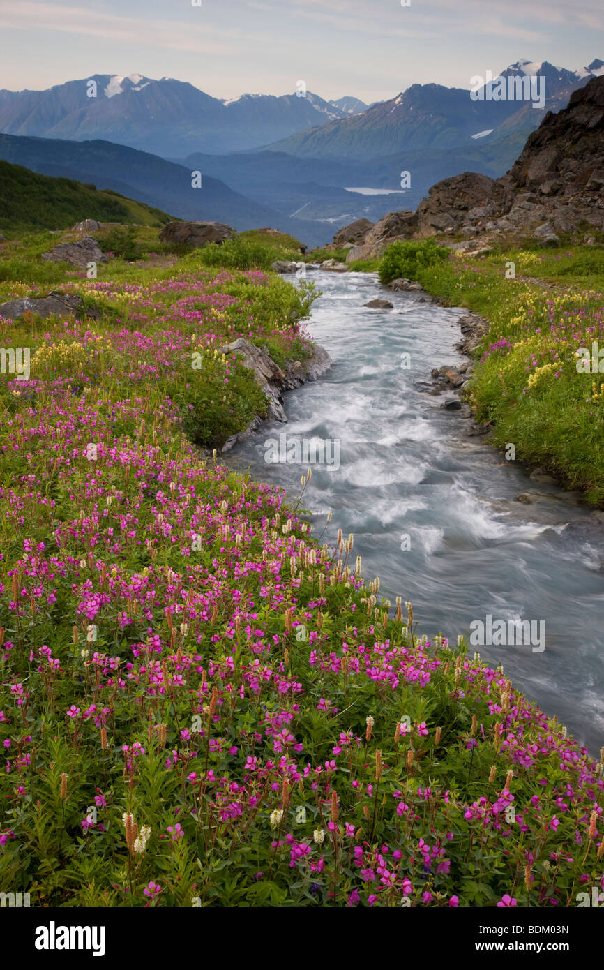 Les fleurs sauvages le long d'un ruisseau sur Mt. Marathon, Seward, Alaska. Banque D'Images
