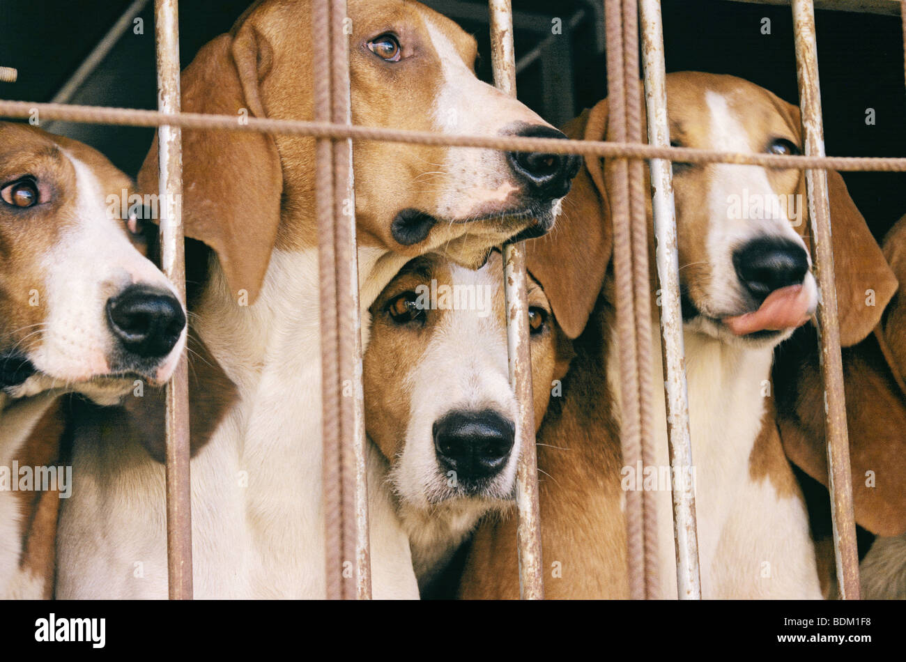 L'allemand Hound chiens derrière les barreaux Banque D'Images