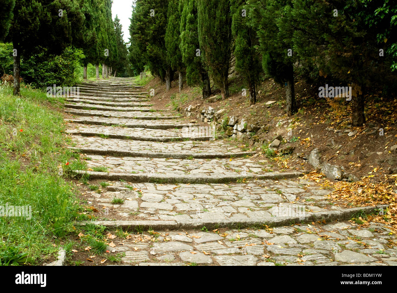 Via Santa Croce, une ancienne voie de pierre bordée de pins, Cortona, Toscane, Italie Banque D'Images