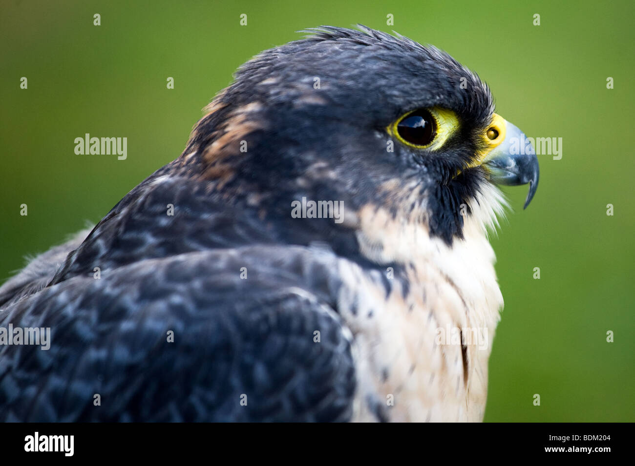 Faucon pèlerin (Falco peregrinus) également connu simplement comme le faucon et historiquement comme la 'Duck Hawk Banque D'Images