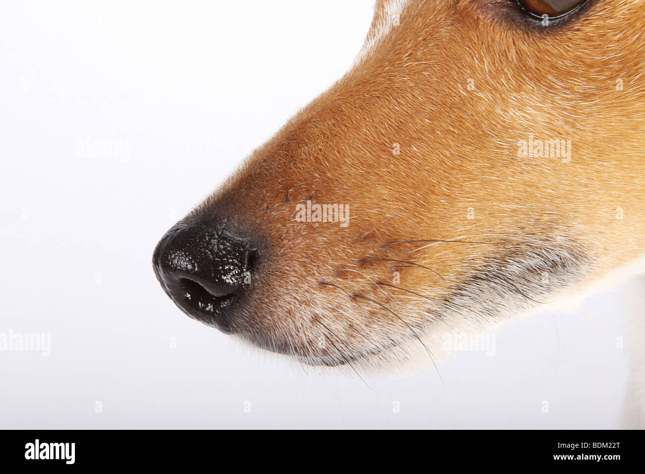 Half Breed dog - Museau Banque D'Images