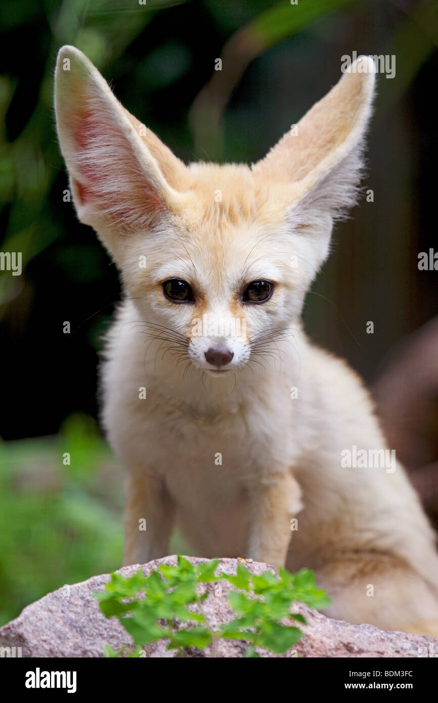 Fennec Fox (Vulpes zerda), portrait d'adulte Banque D'Images