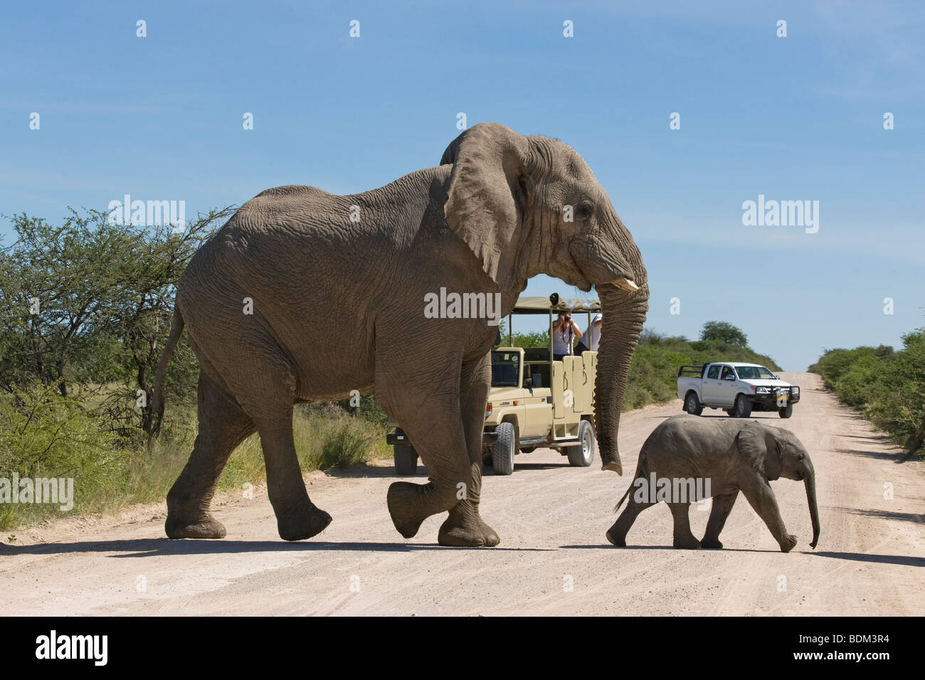 La commande de jeu - bull elephant Loxodonta africana veau et traverser la route du Parc National d'Etosha, Namibie Banque D'Images