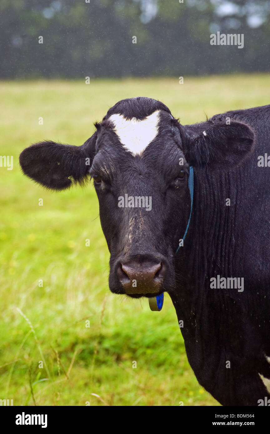 Une vache de race Frisonne en vous regardant dans un champ Banque D'Images