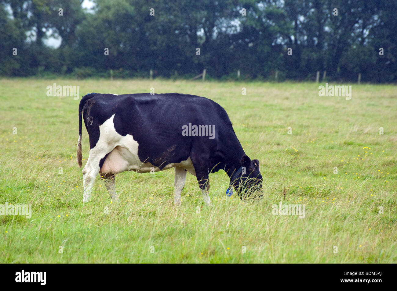 Une vache de race Frisonne dans un champ Banque D'Images
