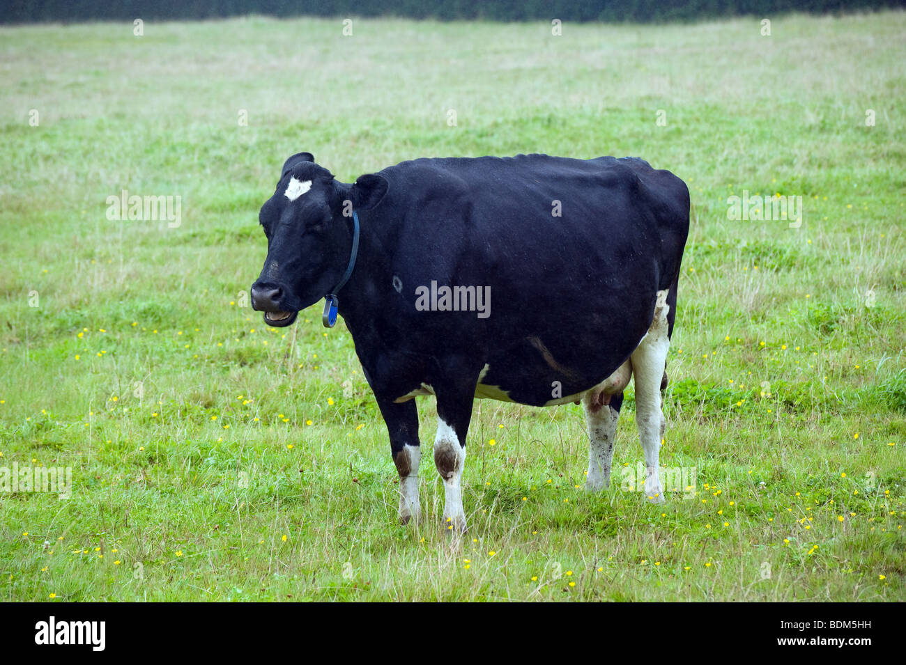 Une vache de race frisonne dans un dépôt. Banque D'Images